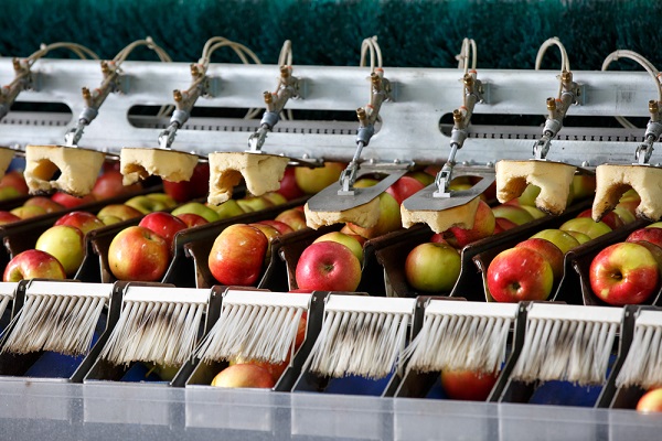 Clean and fresh apples on conveyor belt in food processing facility